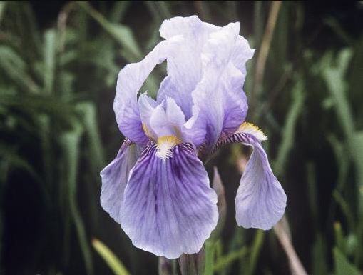 Iris germanica 'Florentina'